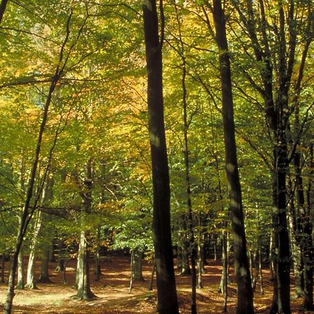 Aigle Noir Fontainebleau Mgallery Екстериор снимка